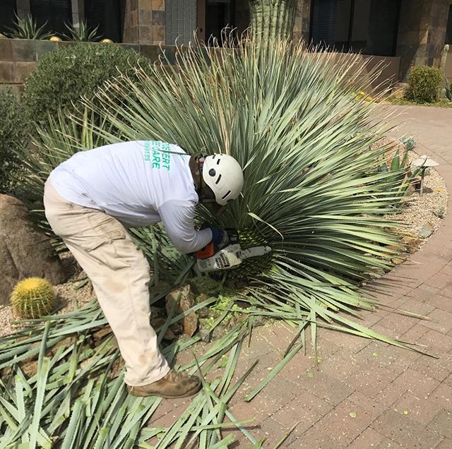 az desert tree care cactus trimming